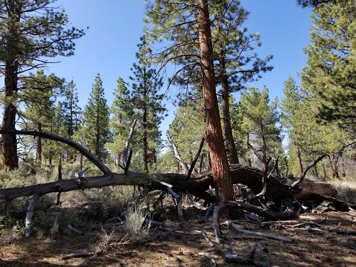 Sagehen Meadows Campground 0