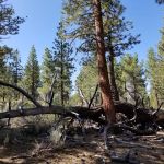 Sagehen Meadows Campground