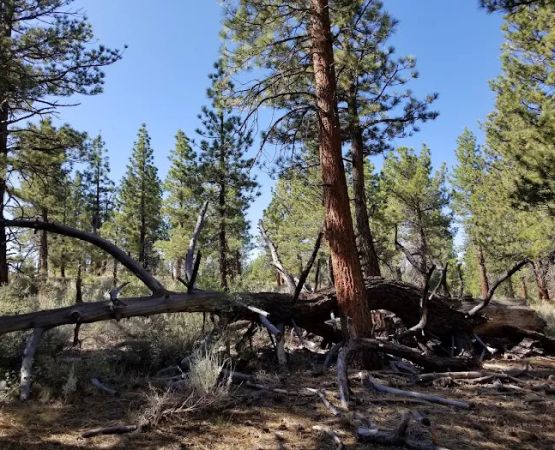 Sagehen Meadows Campground