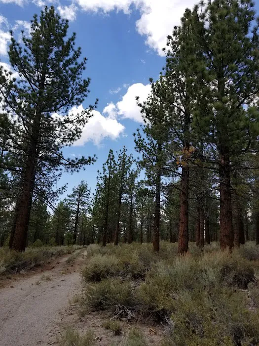 Sagehen Meadows Campground 1