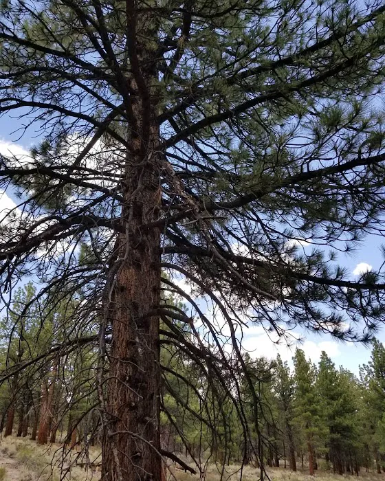 Sagehen Meadows Campground 4