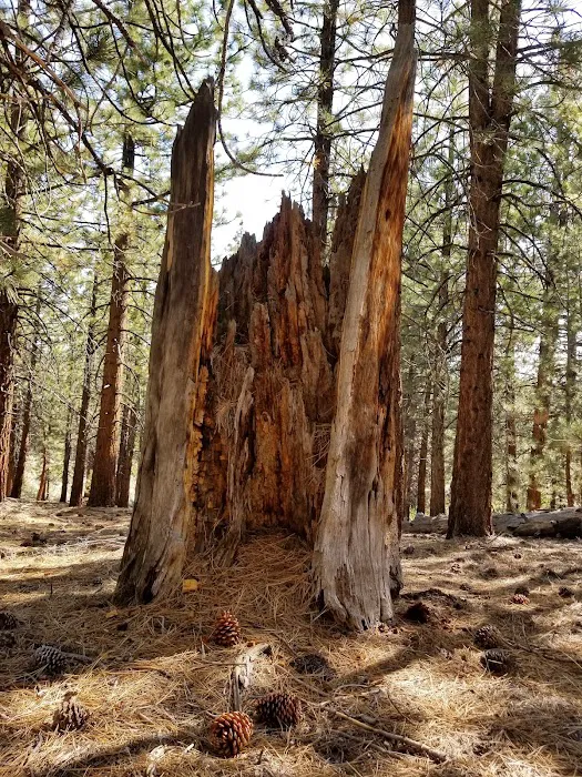 Sagehen Meadows Campground 9