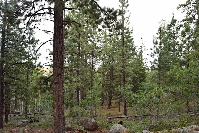 Posey Lake Campground 4