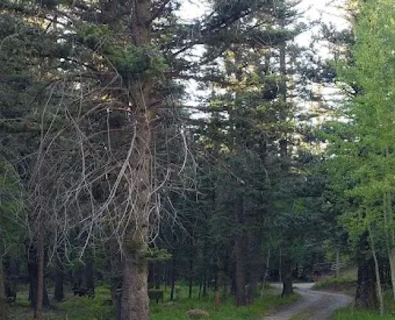 Blue Spruce Campground