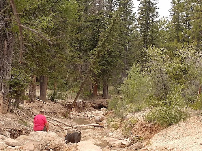 Pine Lake Campground 5