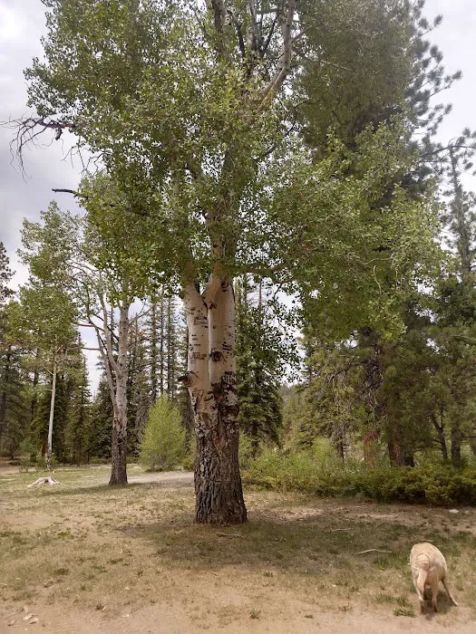 Pine Lake Campground 8