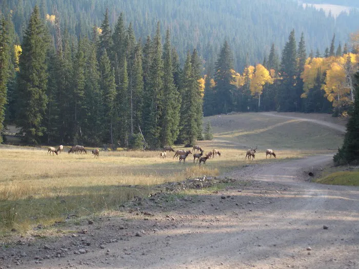 Manning Meadow CUA Dispersed 4