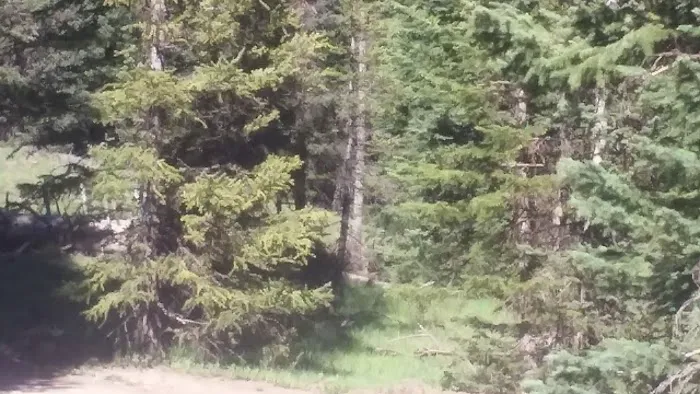 Manning Meadow CUA Dispersed 7