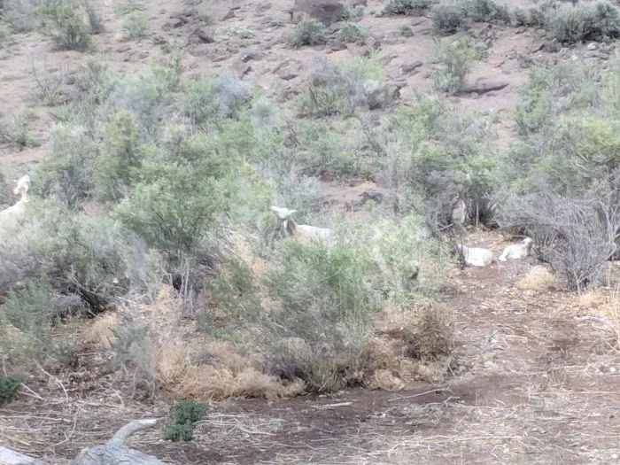 Piute Campground 9