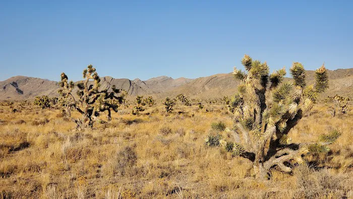 Chief Mountain West 4
