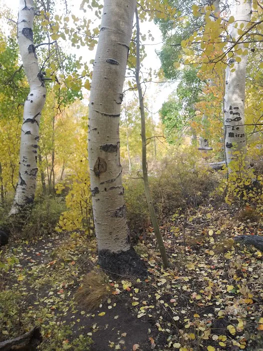Columbine Campground 8