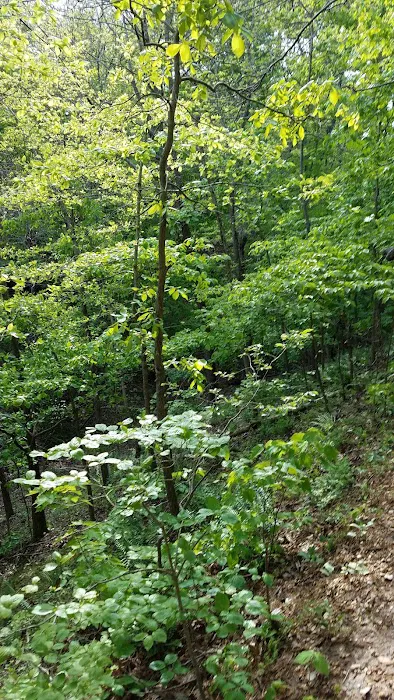 Pigeon Roost Camp Site 5 1