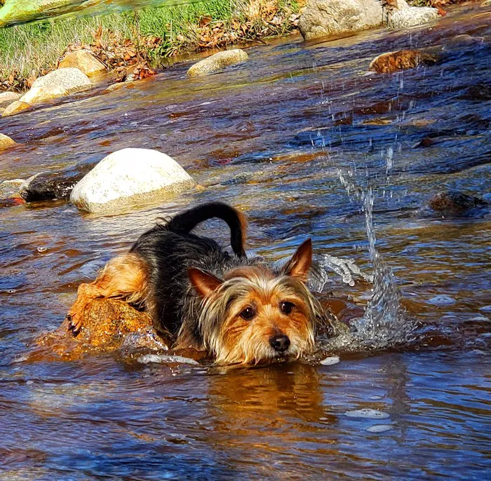 Dripping Springs Campground 0