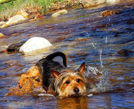 Dripping Springs Campground