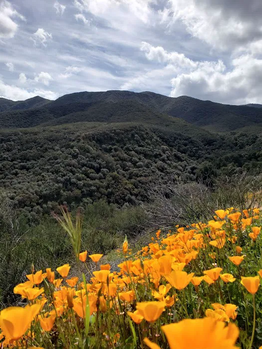 Dripping Springs Campground 9