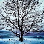 Marcus Island Campground