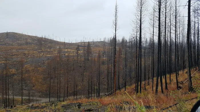 Deer Creek Forest Camp 2