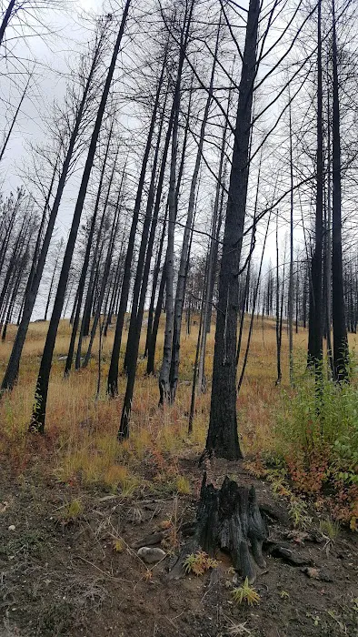 Deer Creek Forest Camp 4