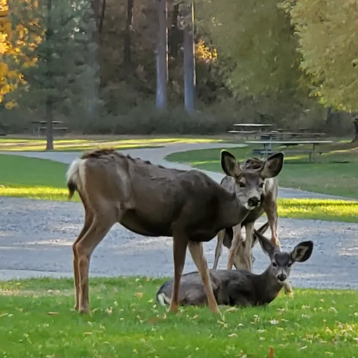 Curlew Lake Campground 3