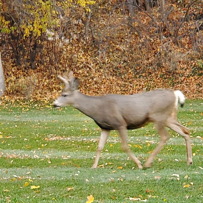 Curlew Lake Campground 5