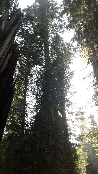 Outlet Campground at Priest Lake 9