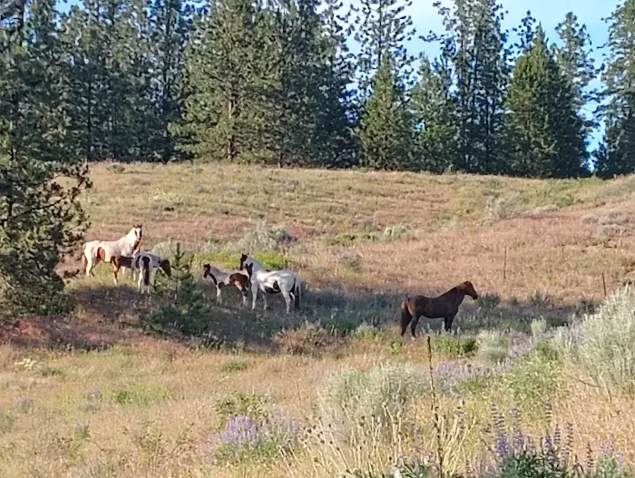 Cornelius Campground 0