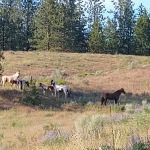 Cornelius Campground