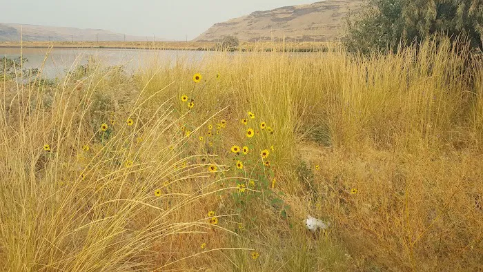 Ayer Boat Basin COE Campground 4