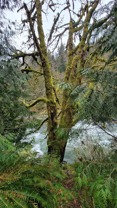 Nehalem Falls Campground 6