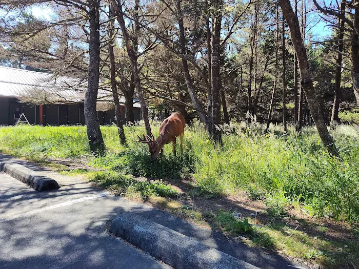 A Loop of Cape Disappointment State Park 2