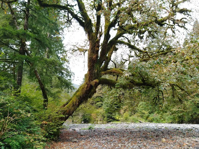 Kilchis River County Campground 6