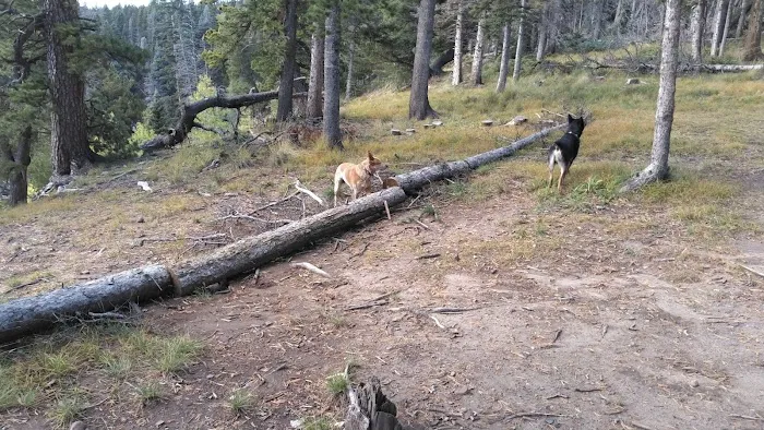 Upper Lagunitas Campground 3