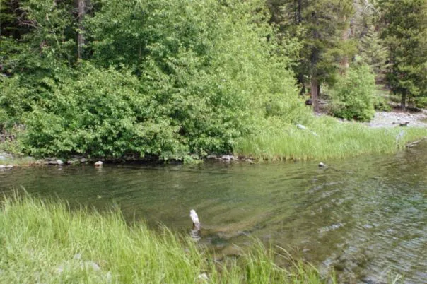 Bear Lake Campground 7