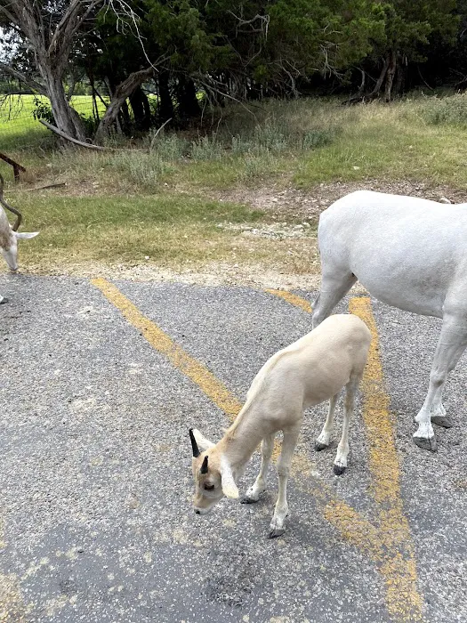 Coyote Drive Campground 8