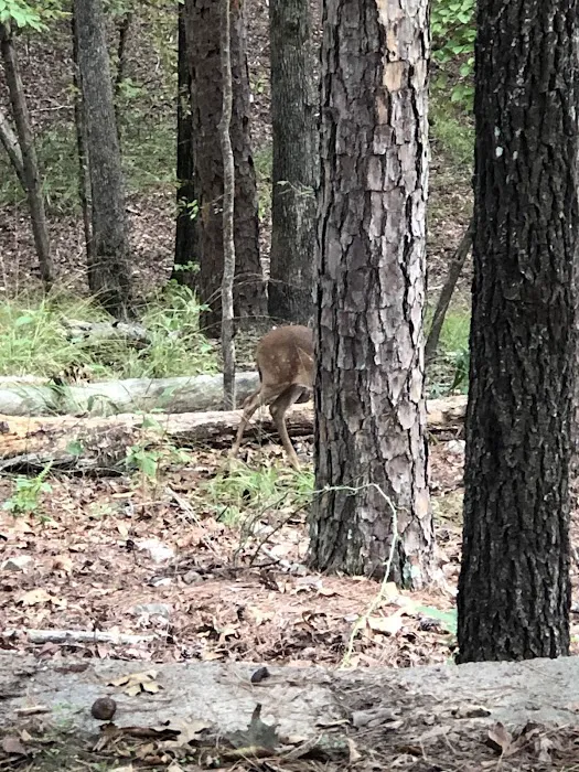 Armadillo Circle 1