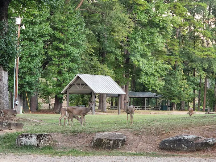 Armadillo Circle 6