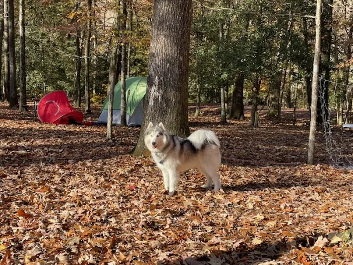 Grapevine Campground 4