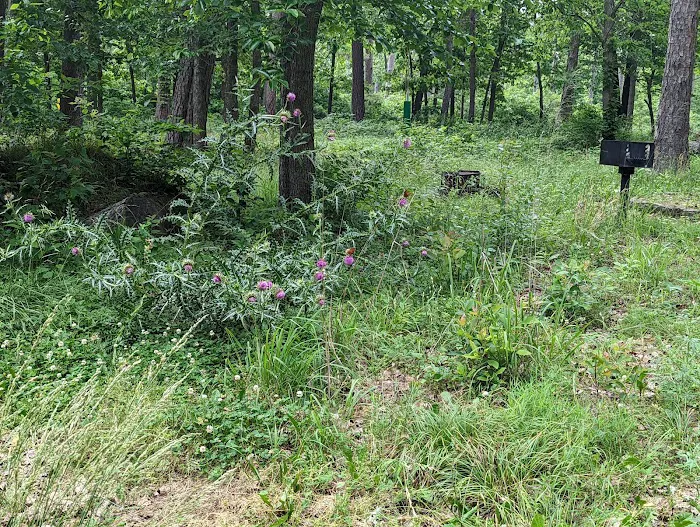 Lake Wedington Campground 9