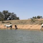 It’s a wendelful life ranch