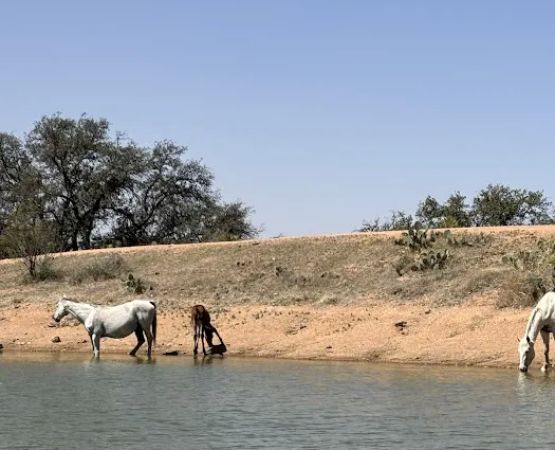 It’s a wendelful life ranch