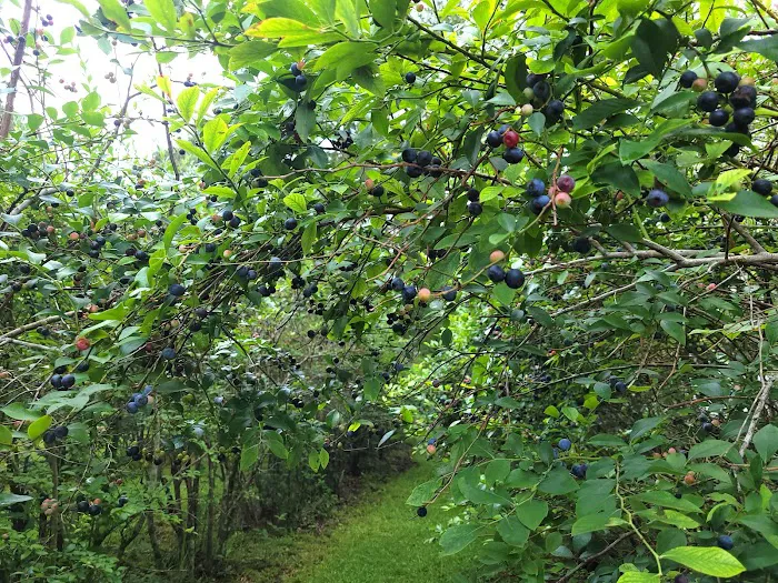 Woodland Farm 2