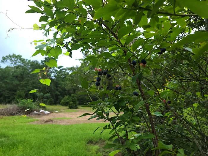 Woodland Farm 6