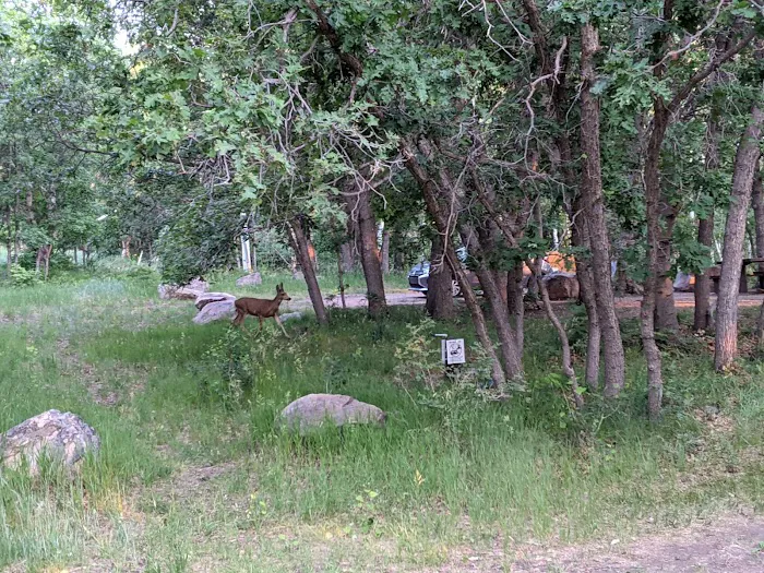 Dalton Spring Campground 1