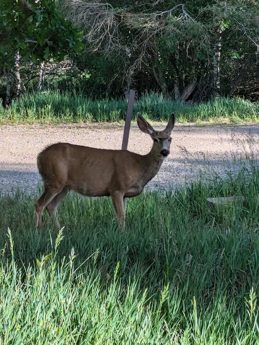 Buckboard Campground 8