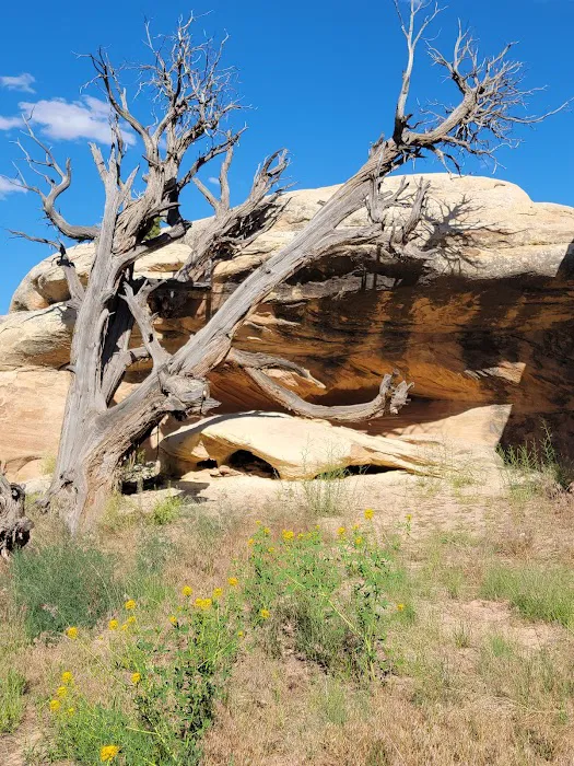 The Needles Campground 6