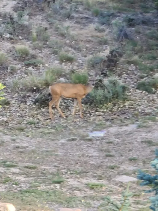 Arapeen Palisade Campground 8
