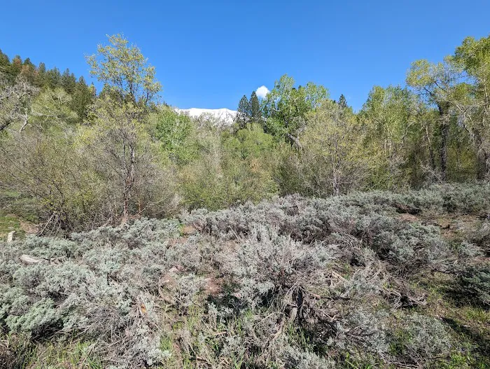 Ponderosa Campground 4