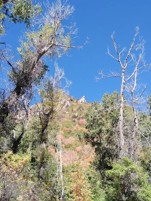 Bear Canyon Campground 9