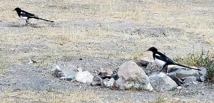Sheep Creek Camping Area 3