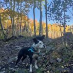 Cold Springs CUA Dispersed